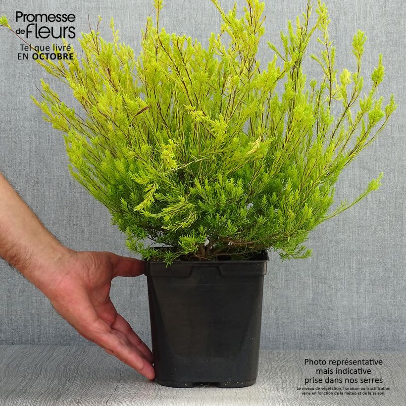 Ejemplar de Diosma hirsuta Sunset Gold Maceta 2L/3L entregado en otoño
