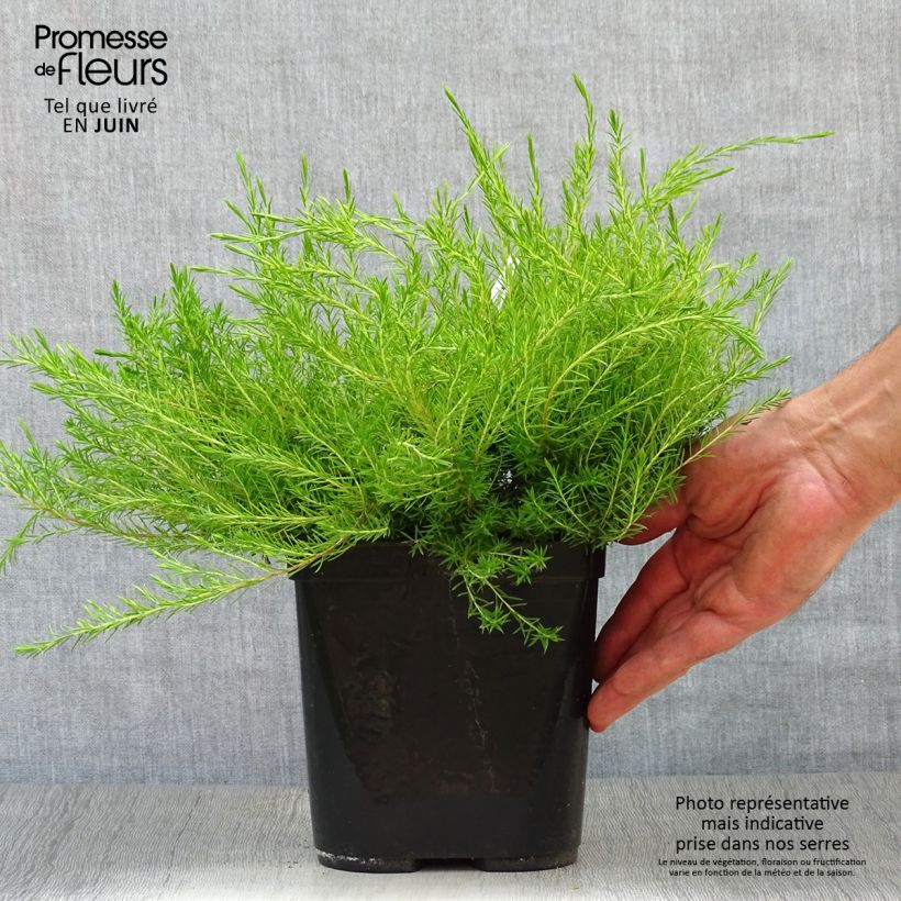 Ejemplar de Diosma hirsuta Sunset Gold Maceta 2L/3L entregado en verano