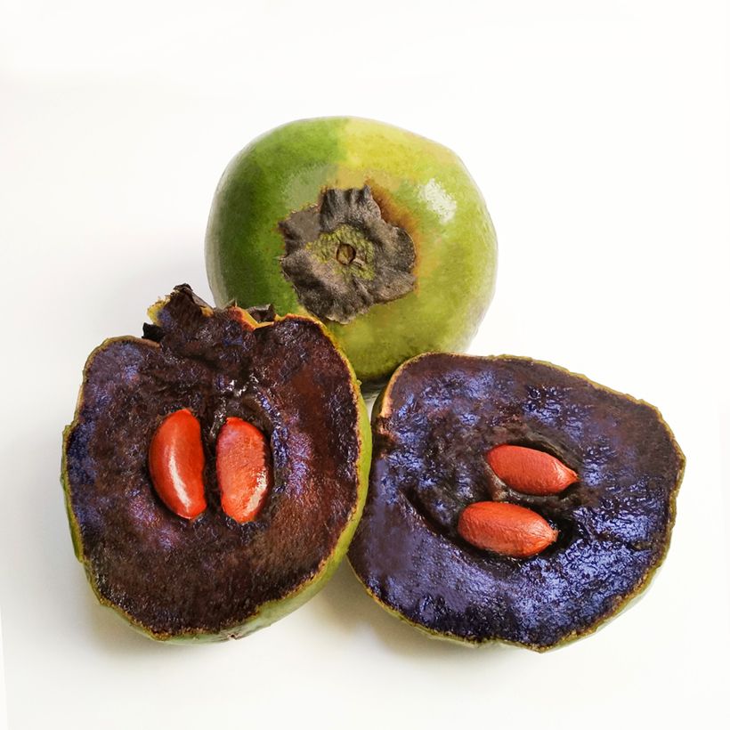 Zapote negro - Diospyros digyna (Cosecha)