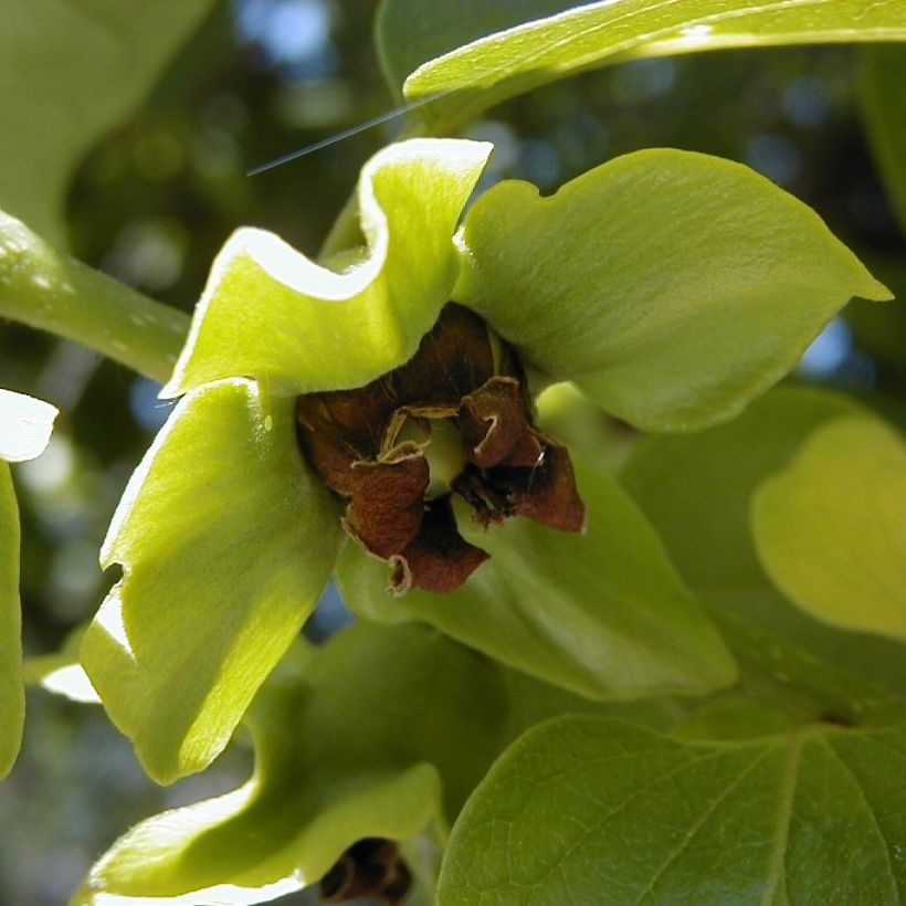 Caqui - Diospyros kaki (Floración)