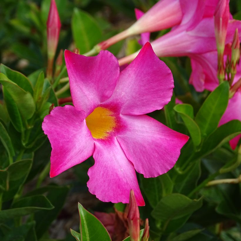 Dipladenia Bella Pink - Mandevilla (Floración)