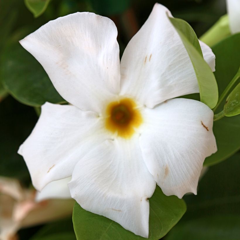 Dipladenia BELLA White - Mandevilla (Floración)