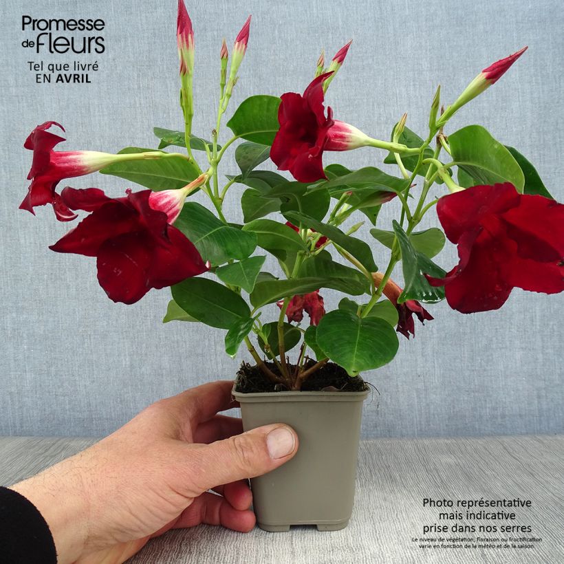 Dipladenia Diamantina Jade Red - Mandevilla Maceta 2L/3L Ejemplar entregado en la primavera