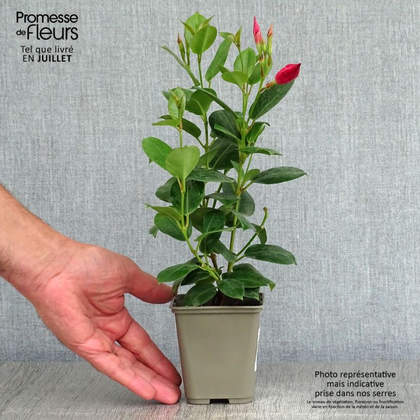Ejemplar de Dipladenia Diamantina Jade Red - Mandevilla Maceta 2L/3L entregado en verano