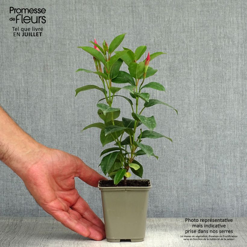 Ejemplar de Dipladenia Diamantina Jade Rose - Mandevilla Maceta 2L/3L entregado en verano