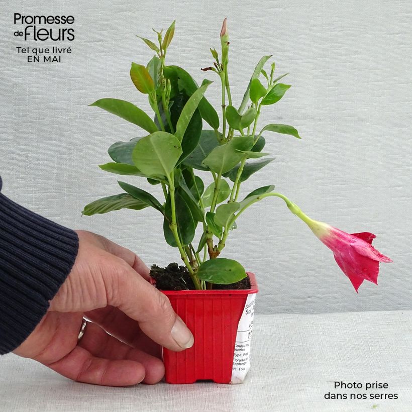 Dipladenia Diamantina Jade Scarlet - Mandevilla Maceta de 7/8 cm Ejemplar entregado en la primavera
