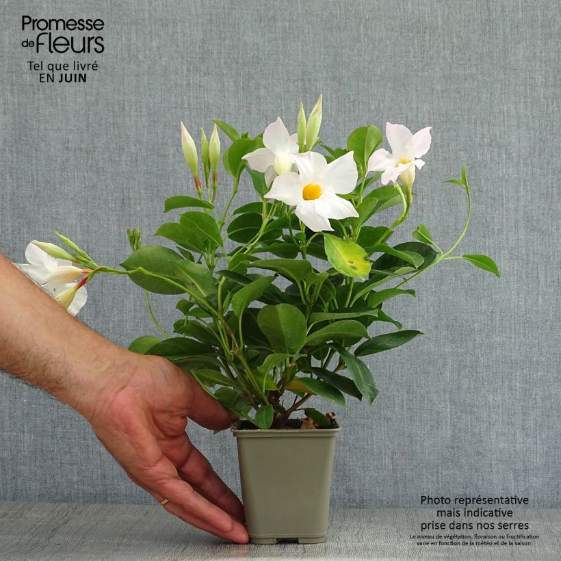 Ejemplar de Dipladenia DiamantinaJade White - Mandevilla Maceta de 10 cm/11 cm entregado en verano