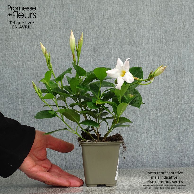 Dipladenia DiamantinaJade White - Mandevilla Maceta de 10 cm/11 cm Ejemplar entregado en la primavera