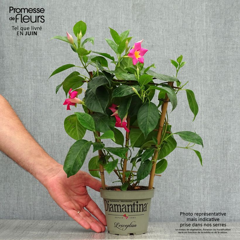 Ejemplar de Dipladenia Diamantina Quartz Pink & Yellow - Mandevilla Maceta 1L/1,5L entregado en verano