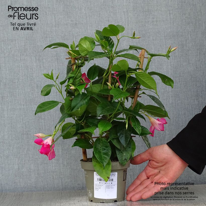 Dipladenia Diamantina Quartz Pink & Yellow - Mandevilla Maceta 1L/1,5L Ejemplar entregado en la primavera
