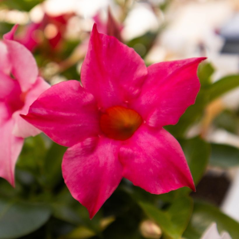 Dipladenia Diamantina Tourmaline Fucsia intense - Mandevilla (Floración)