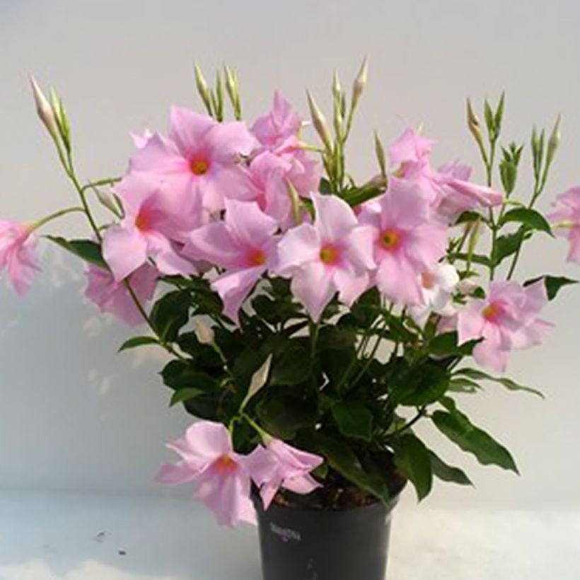 Dipladenia Diamantina Tourmaline Pink - Mandevilla (Porte)