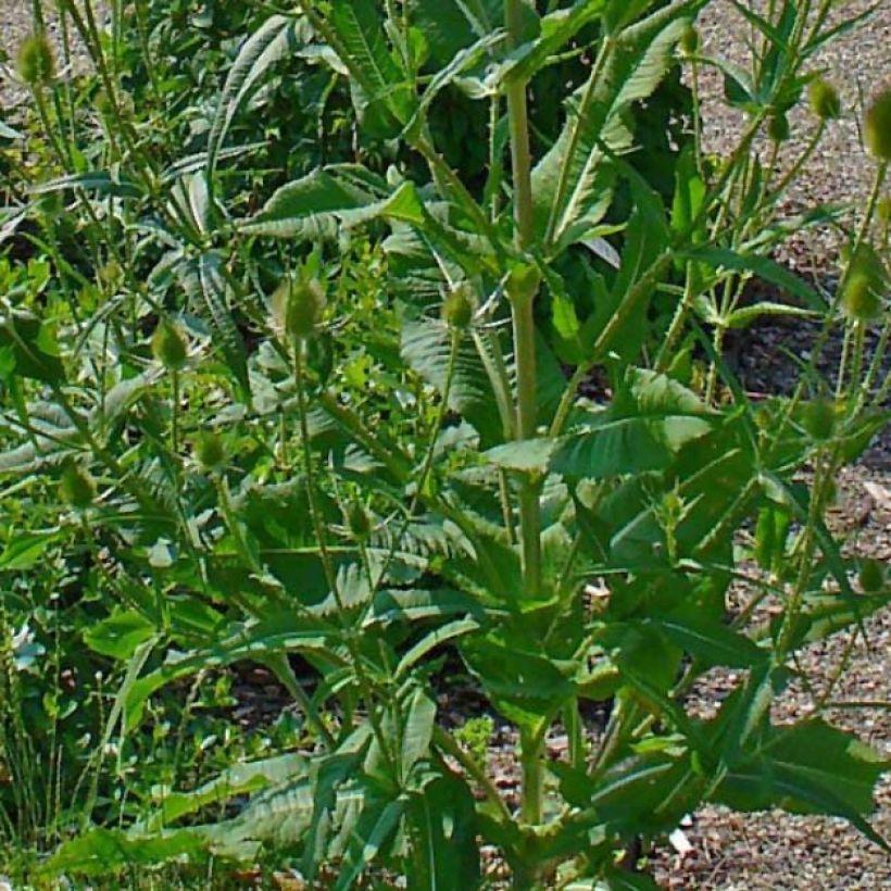 Dipsacus fullonum - Cardo teñidor (Follaje)