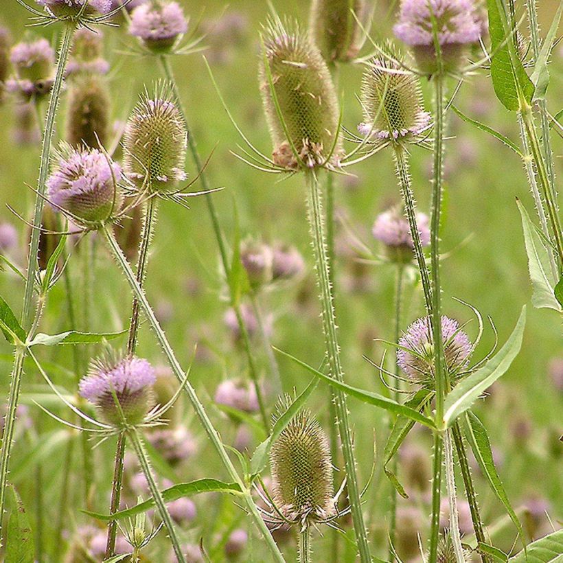 Dipsacus fullonum - Cardo teñidor (Floración)