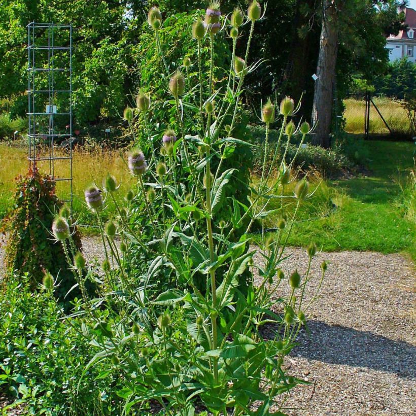 Dipsacus fullonum - Cardo teñidor (Porte)