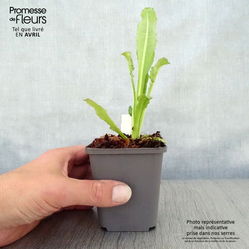 Dipsacus fullonum - Cardo teñidor Maceta de 8/9 cm Ejemplar entregado en la primavera