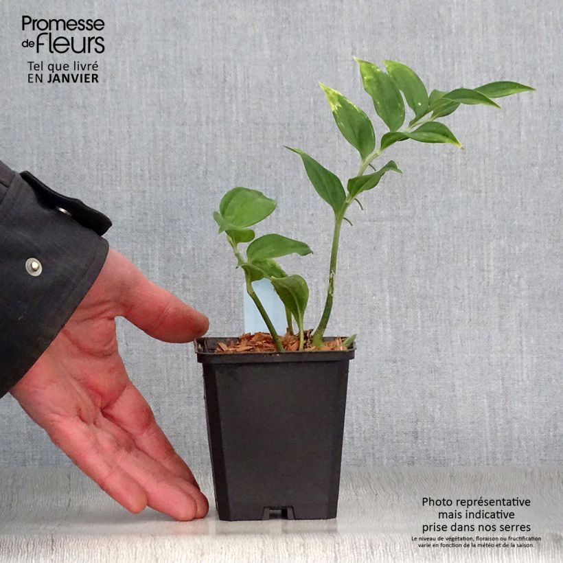 Disporopsis pernyi Maceta de 8/9 cm Ejemplar entregado en invierno