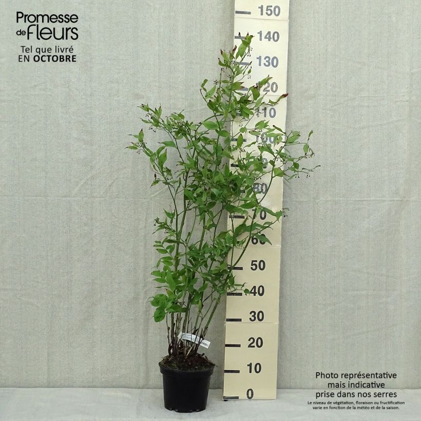 Ejemplar de Disporum cantoniense Green Giant Maceta 3L/4L entregado en otoño