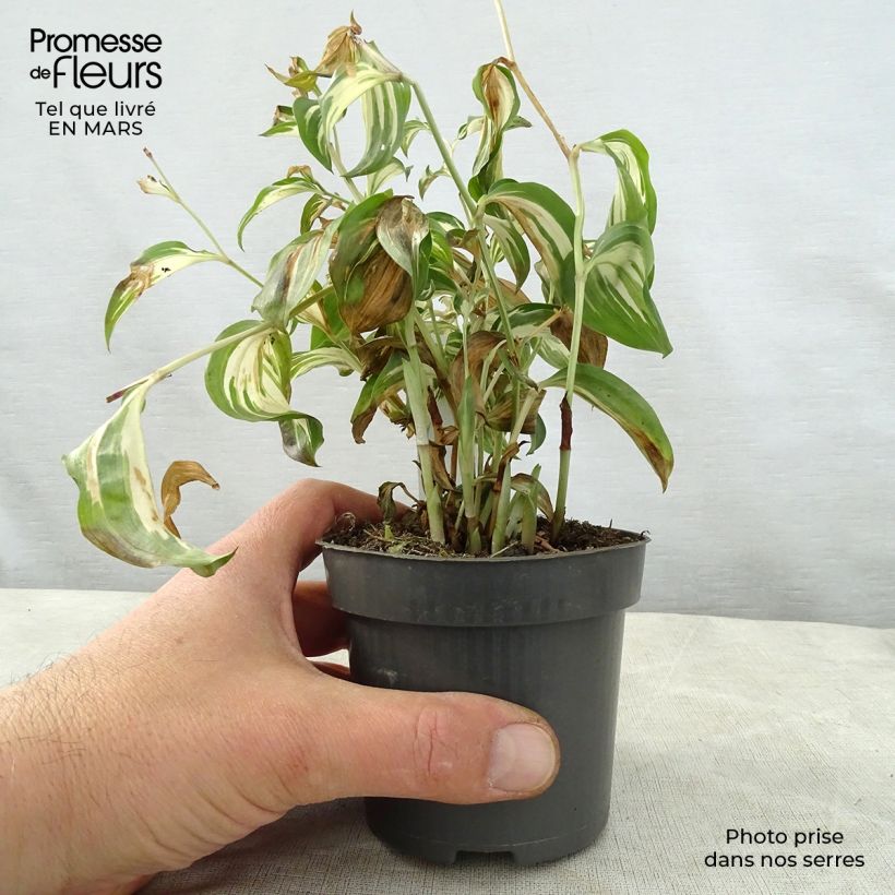 Disporum cantoniense Moonlight Maceta de 8/9 cm Ejemplar entregado en la primavera