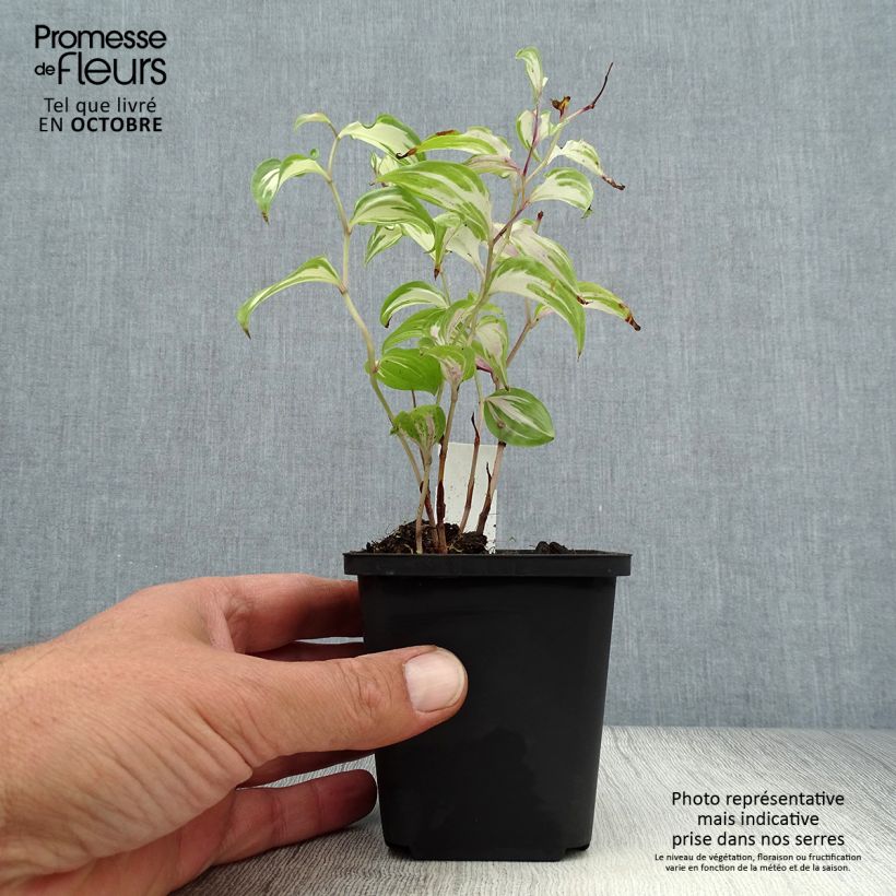Ejemplar de Disporum cantoniense Moonlight Maceta de 8/9 cm entregado en otoño