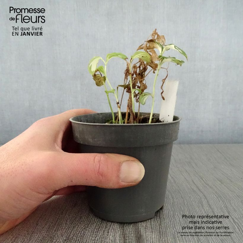 Disporum cantoniense Moonlight Maceta de 8/9 cm Ejemplar entregado en invierno