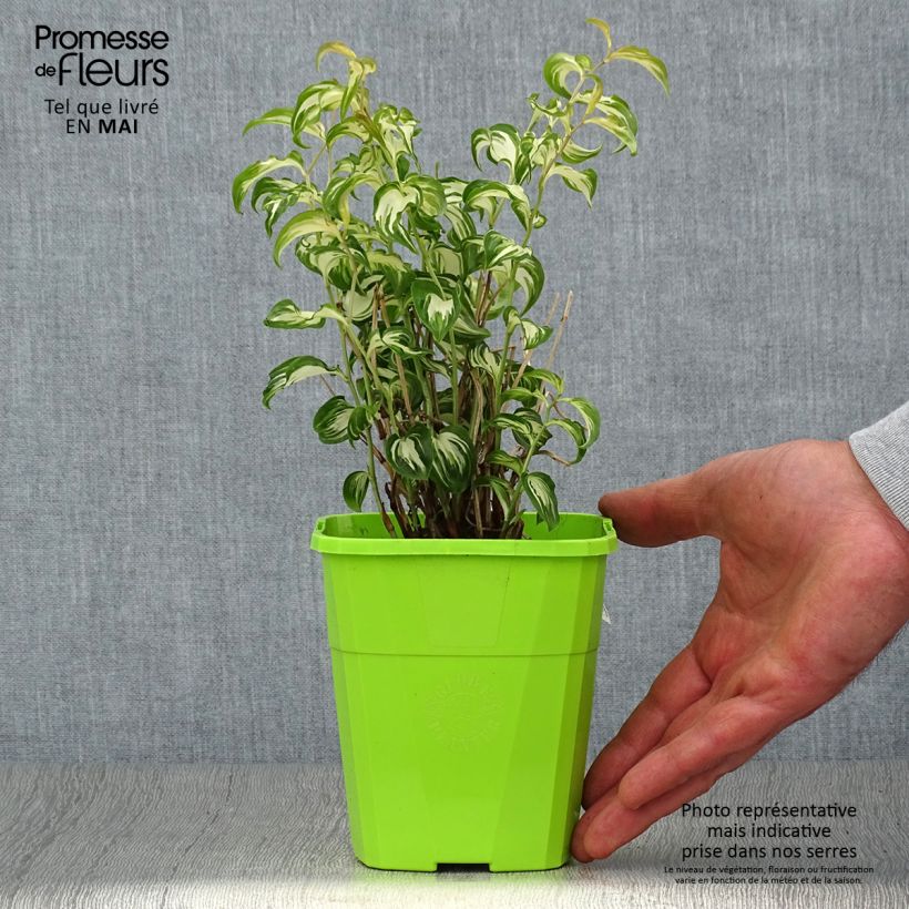 Disporum cantoniense Moonlight Maceta 1,5L/2L Ejemplar entregado en la primavera