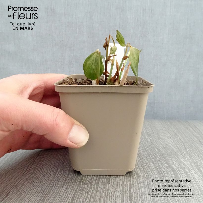 Disporum cantoniense Night Heron Maceta de 8/9 cm Ejemplar entregado en la primavera