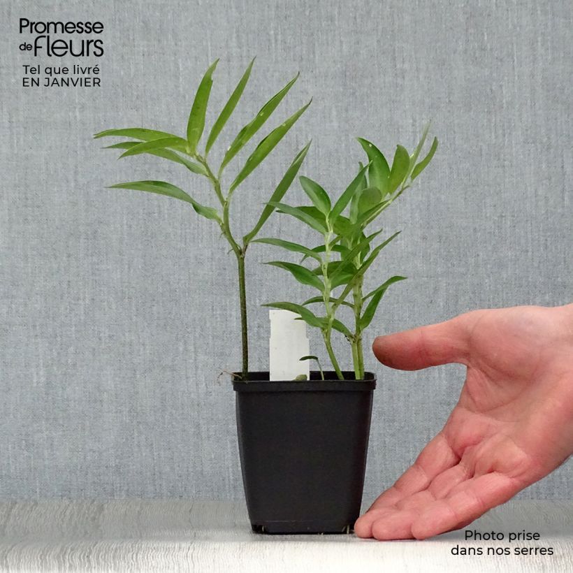 Disporum sessile Maceta de 8/9 cm Ejemplar entregado en invierno