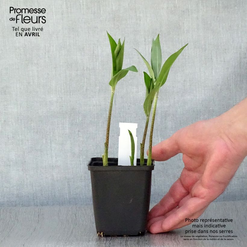 Disporum sessile Maceta de 8/9 cm Ejemplar entregado en la primavera