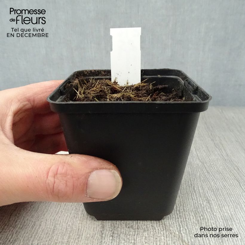 Disporum uniflorum Maceta de 8/9 cm Ejemplar entregado en invierno