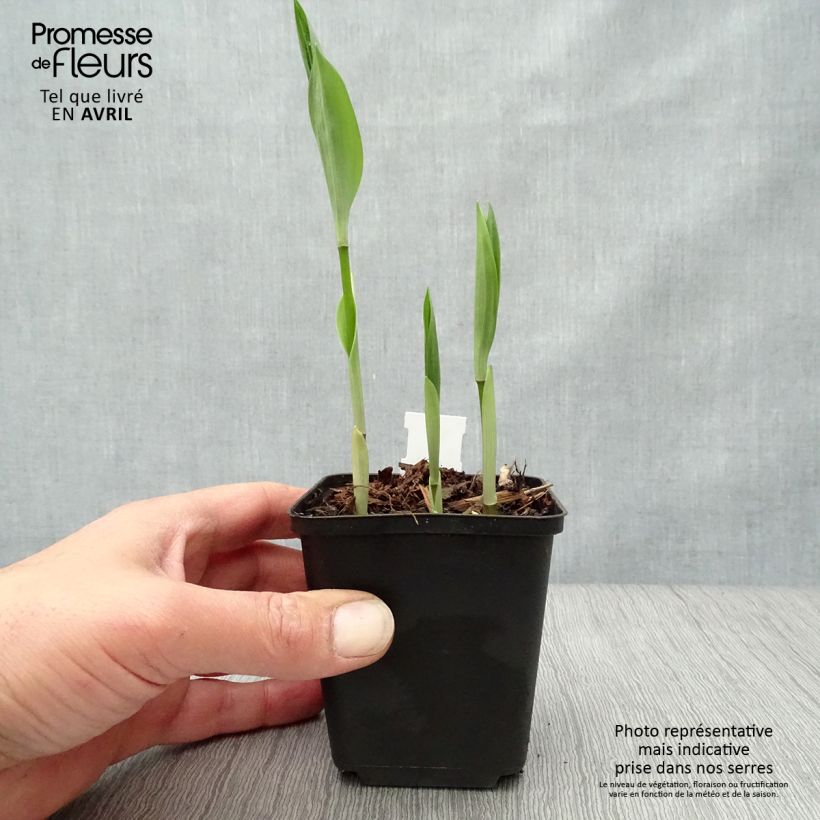 Disporum uniflorum Maceta de 8/9 cm Ejemplar entregado en la primavera