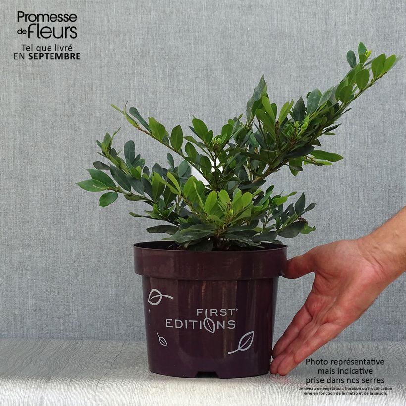 Ejemplar de Distylium Coppertone Maceta 2L/3L entregado en otoño