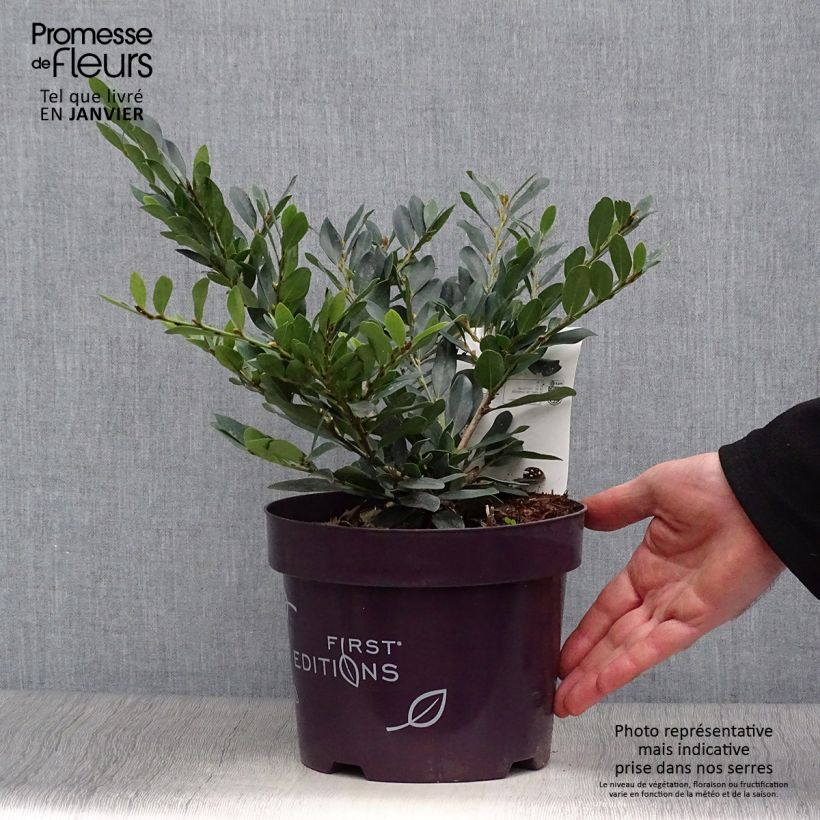 Distylium Coppertone Maceta 2L/3L Ejemplar entregado en invierno