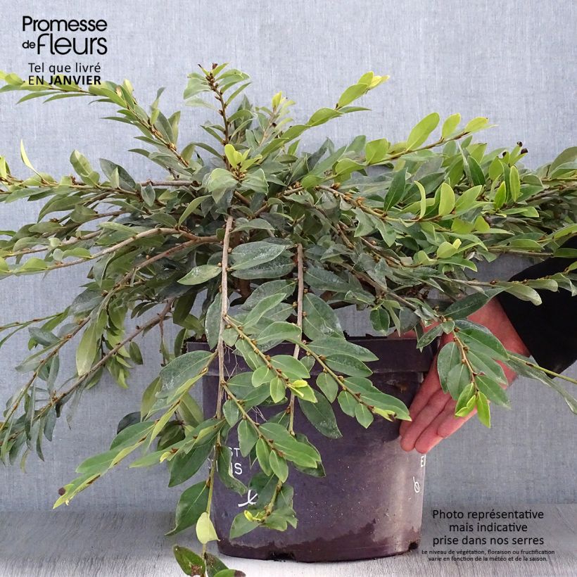 Distylium Vintage Jade Maceta 7,5L/10L Ejemplar entregado en invierno