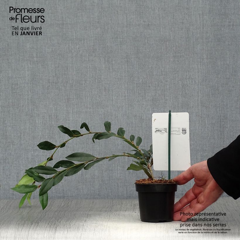 Distylium Vintage Jade Maceta de 8/9 cm Ejemplar entregado en invierno