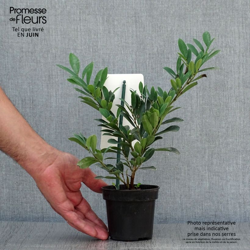 Ejemplar de Distylium Blue Cascade Maceta de 10 cm/11 cm entregado en verano