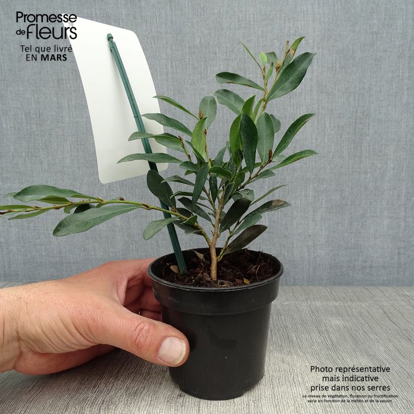 Distylium Blue Cascade Maceta de 10 cm/11 cm Ejemplar entregado en la primavera