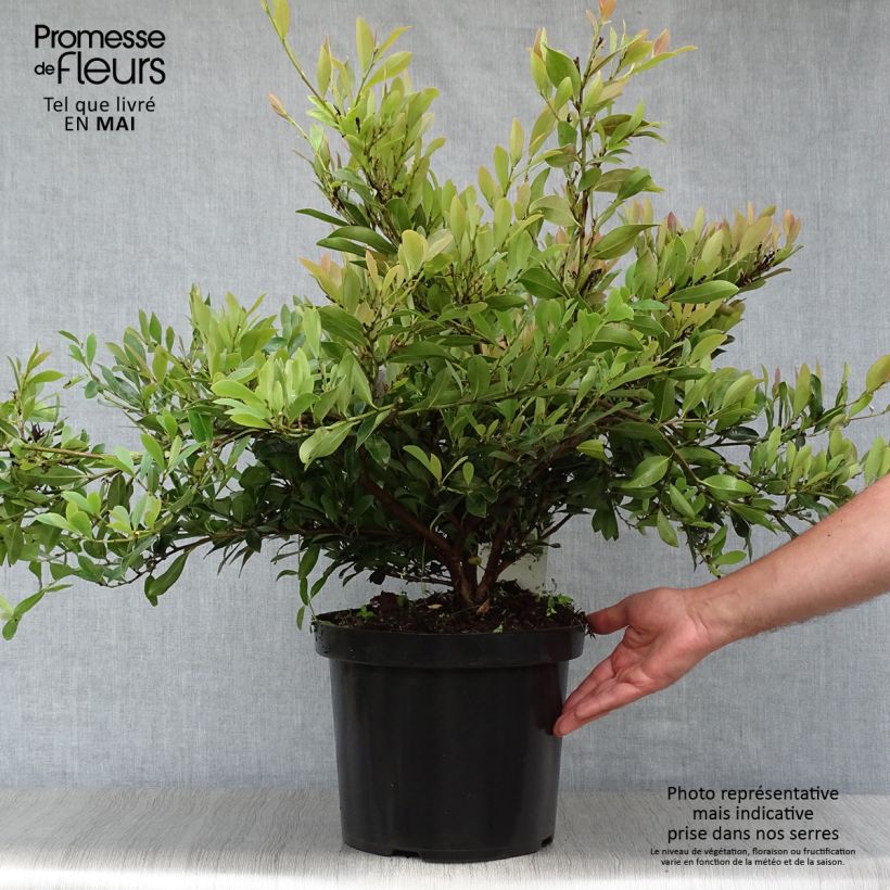 Distylium Blue Cascade Maceta 7,5L/10L Ejemplar entregado en la primavera