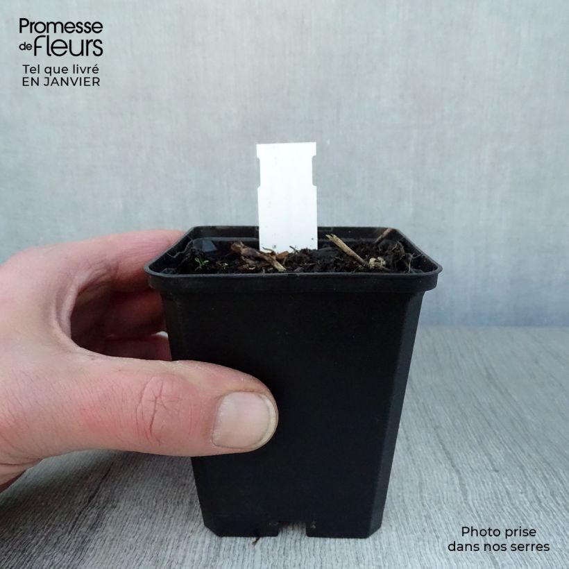 Dodecatheon jeffreyi Rotlicht - Primula de las praderas Maceta de 8/9 cm Ejemplar entregado en invierno