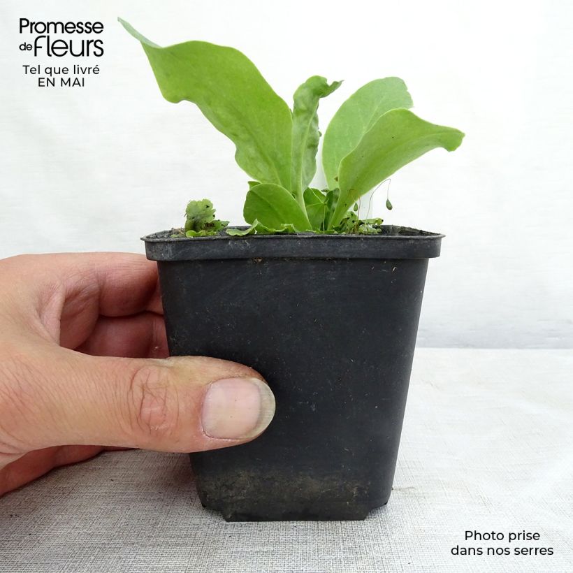 Dodecatheon meadia - Primula de las praderas Maceta de 8/9 cm Ejemplar entregado en la primavera