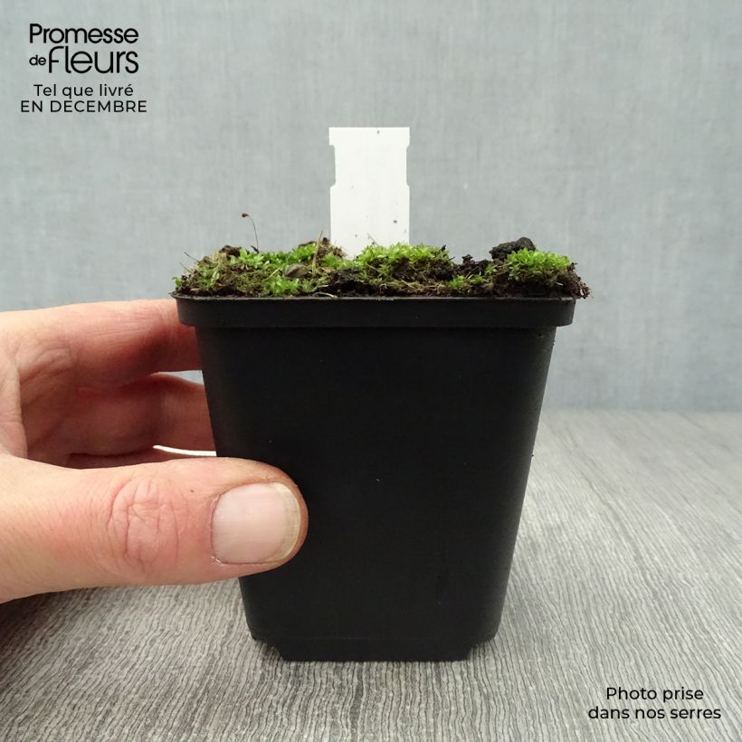 Dodecatheon meadia - Primula de las praderas Maceta de 8/9 cm Ejemplar entregado en invierno