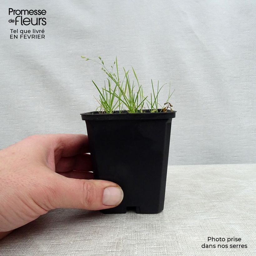 Dodecatheon meadia Queen Victoria - Primula de las praderas Maceta de 8/9 cm Ejemplar entregado en invierno