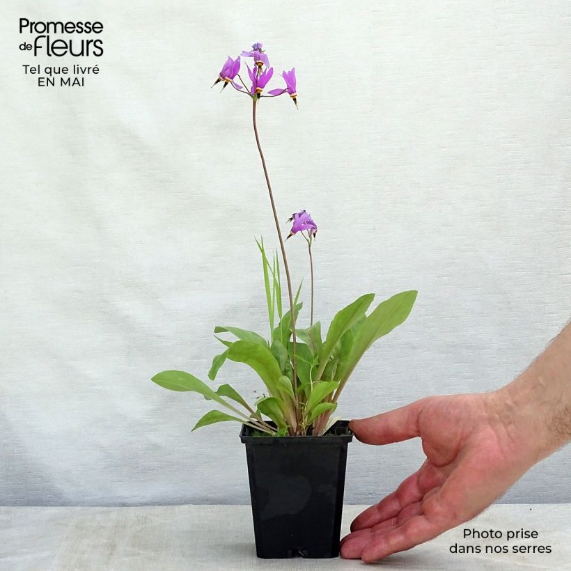 Dodecatheon meadia Queen Victoria - Primula de las praderas Maceta de 8/9 cm Ejemplar entregado en la primavera