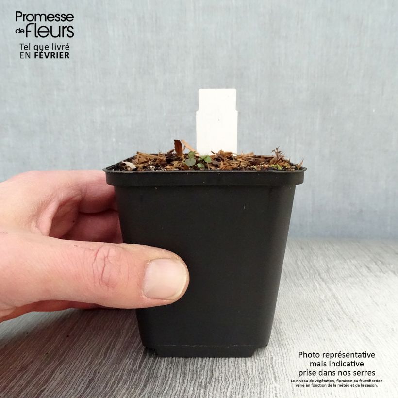 Dodecatheon pulchellum Red Wings - Primula de las praderas Maceta de 8/9 cm Ejemplar entregado en invierno