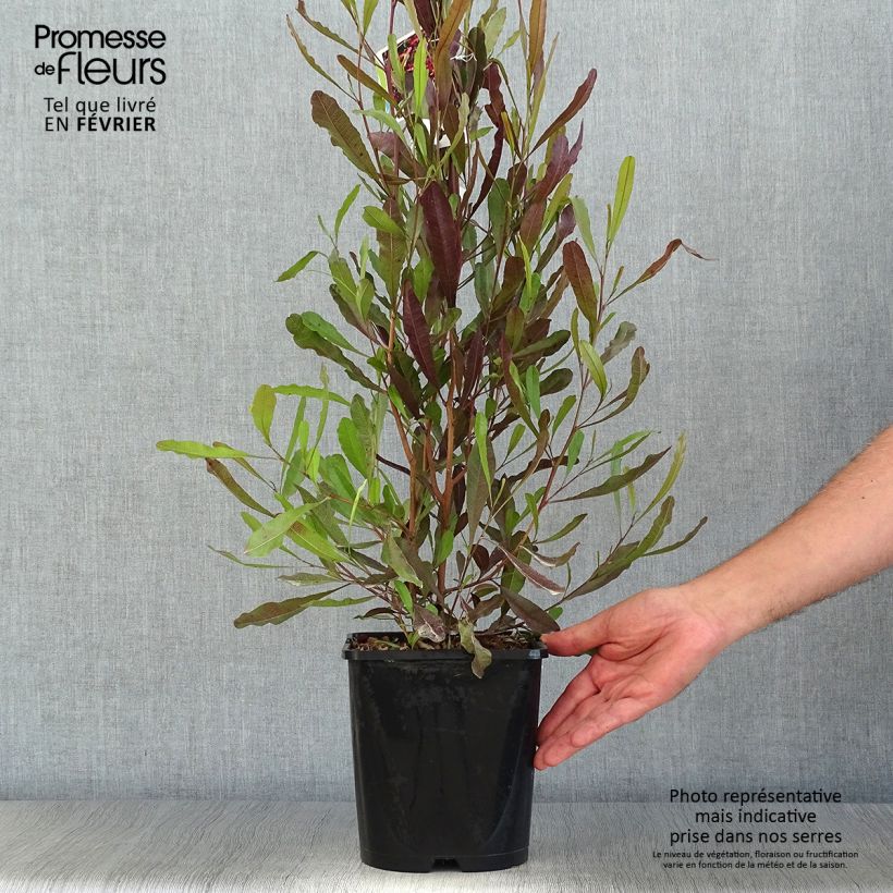 Ejemplar de Dodonaea viscosa Purpurea Maceta 3L/4L entregado en otoño