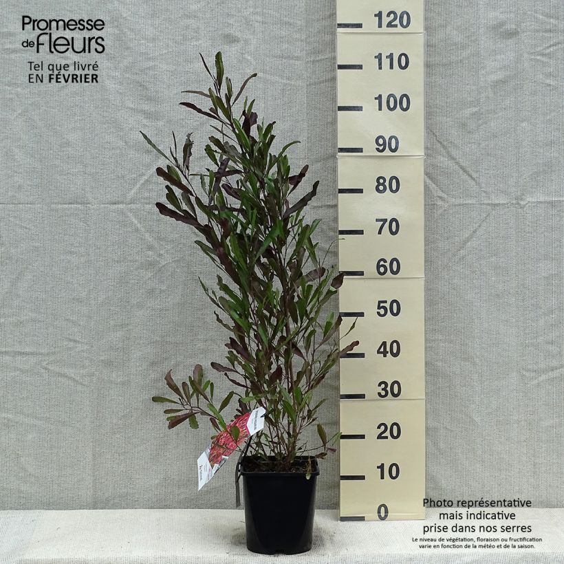 Dodonaea viscosa Purpurea Maceta 3L/4L Ejemplar entregado en invierno