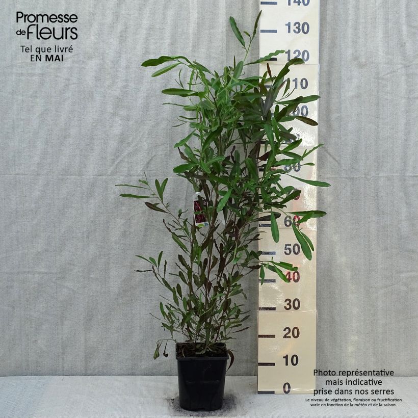 Dodonaea viscosa Purpurea Maceta 3L/4L Ejemplar entregado en la primavera