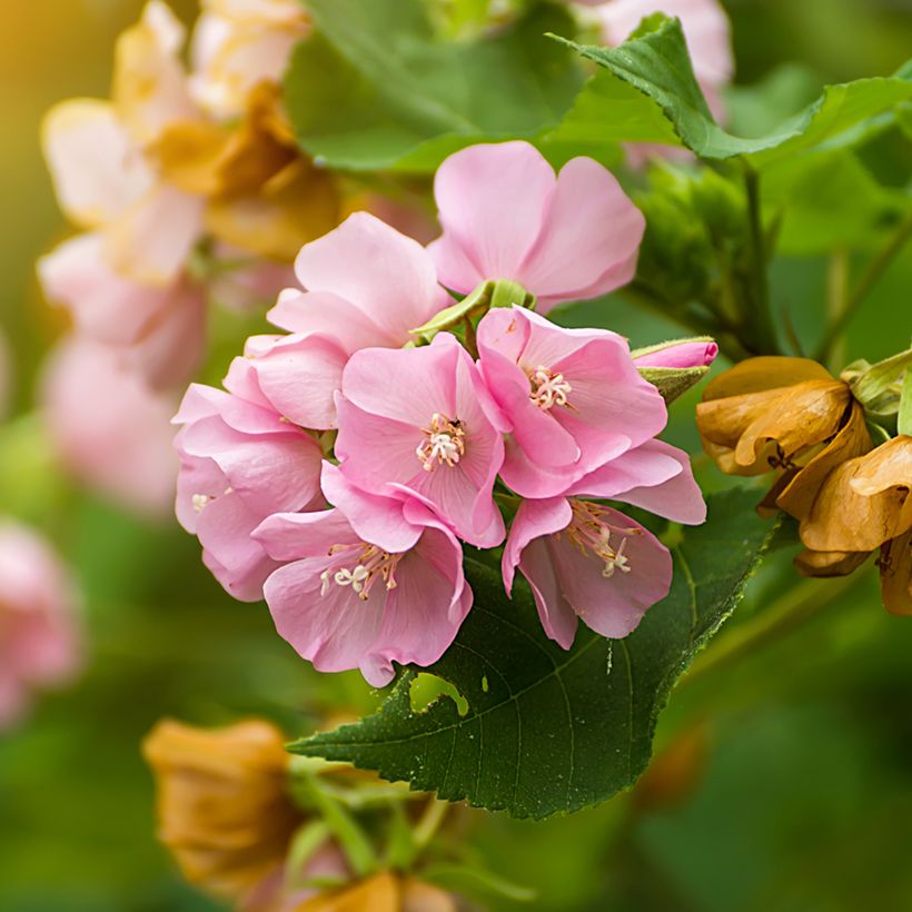 Dombeya x cayeuxii (Floración)