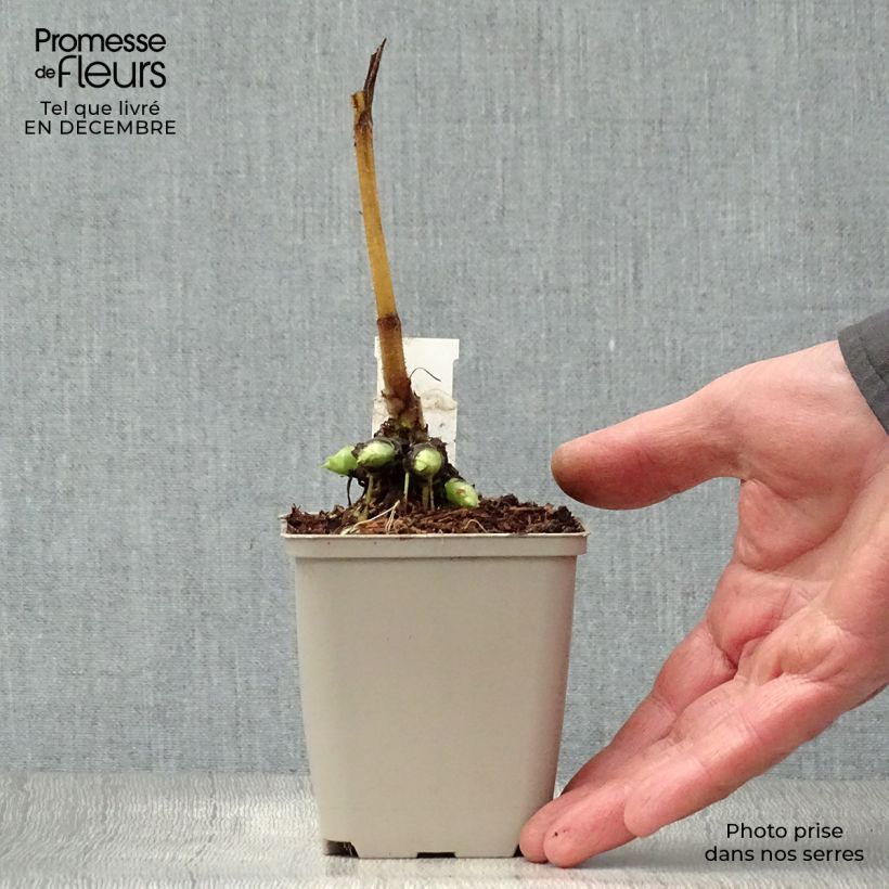 Doronicum pardalianches - Dorónico leopardo Maceta de 8/9 cm Ejemplar entregado en invierno