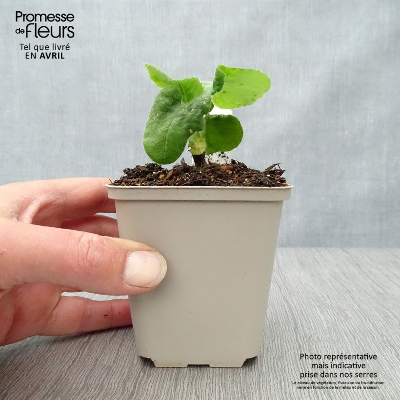 Doronicum pardalianches - Dorónico leopardo Maceta de 8/9 cm Ejemplar entregado en la primavera